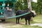 Ox Cart In La Digue, Seychelles