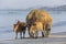 Ox Cart - Ngapali Beach - Myanmar (Burma)