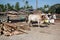 Ox cart at riverside in Kyaikto city,Myanmar.