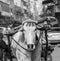 Ox cart transportation on early morning in Delhi, India