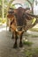 Ox cartfor people transportation in La Digue Island, Seychelles