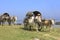 Ox carts for tourists in Mingun, Mandalay, Myanmar