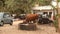 Ox eating at Garbage India