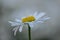 Ox-eye daisies close-up