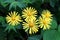 Ox-eye daisy or Buphthalmum plant with flowers consisting of bright yellow narrow petals surrounded with thick dark green leaves