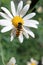 Ox eye daisy flower with hoverfly