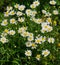 OX-EYE DAISY, Leucanthemum vulgare