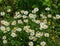 Ox-eye Daisy, Leucanthemum vulgare