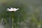 Ox eye daisy, in nature close up, white wild flower