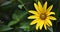 Ox-Eye Heliopsis helianthoides tall sunflower like