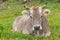 Ox in a Farm in Gramado