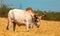 Ox on a farm, looking straight ahead.ox bull in Indian cattle farm, indian ox selective focus