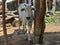 Ox roped to a tree in a dairy farm