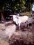 A ox standing position white coloure good
