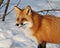 Ox stock photos. Image. Picture. Portrait.  Red fox in the winter time season. Head close-up profile view. Bathing in sunlight
