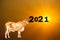 Ox zodiac 2021  and sunrise or  Happy Chinese new year greeting card with real cow , animal calendar gold background