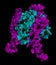 OX40-OX40L complex (extracellular domains). OX40 is also known as tumor necrosis factor superfamily member 4 (TNFRSF4) or CD134.