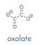 Oxalate anion, chemical structure. Oxalate salts can form kidney stones. Skeletal formula.