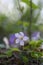 Oxalis acetosella common  wood sorrel white flowering plant, small springtime flowers in bloom