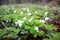 Oxalis acetosella, Spring flower forest glade with small buds