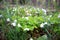 Oxalis acetosella, Spring flower forest glade with white buds