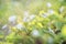 Oxalis acetosella or wood sorrel small forest flowers in raindrops of water