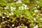 Oxalis articulata or acetosella. Medicinal wild blossoming wood sorrel herb.