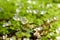 Oxalis articulata or acetosella. Medicinal wild blossoming wood sorrel herb.