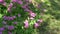 Oxalis articulata Acetosella with pink flowers and trifoliate compound leaves