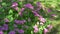 Oxalis articulata Acetosella with pink flowers and trifoliate compound leaves