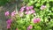 Oxalis articulata Acetosella with pink flowers and trifoliate compound leaves