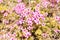 Oxalis Articulata or pink sorrel flower in Zurich in Switzerland
