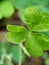 Oxalis corniculata also called creeping woodsorrel, procumbent yellow sorrel, sleeping beauty with a natural background