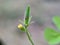 Oxalis corniculata also called creeping woodsorrel, procumbent yellow sorrel, sleeping beauty with a natural background