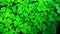 Oxalis corniculata changori tinpatiya plants close up