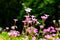Oxalis corymbosa-Blooming wildflowers