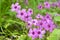 Oxalis debilis, the large-flowered pink-sorrel, pink woodsorrel in bloom