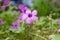 Oxalis debilis, the large-flowered pink-sorrel, pink woodsorrel in bloom