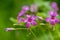 Oxalis debilis large-flowered pink-sorrel purple pink flowers in bloom, pink woodsorrel plant in bloom