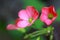 Oxalis deppei iron cross pink flowers