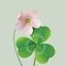 Oxalis flower