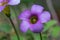 Oxalis flower garden weed small