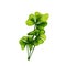 Oxalis fresh green branches with leaves. Vintage vector hatching color
