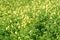 Oxalis pes-caprae flowers