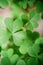 Oxalis plant leaves close-up photo.