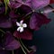 Oxalis purple bloom white flower houseplant