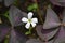 Oxalis Purple Shamrock White Flower