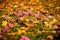 Oxalis rubra flower between autumn leaves