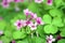 Oxalis,shamrock,sorrel