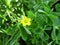 Oxalis stricta - yellow flower close up